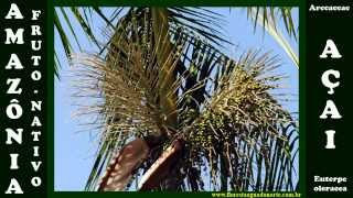 Amazônia - Fruto do Mato - Açai - Euterpe oleracea - Celcoimbra - FAN