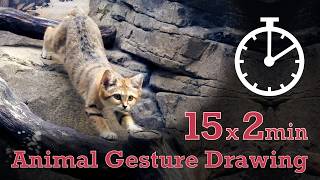 Animal Drawing References #293 - Sand cat - 15x2min poses