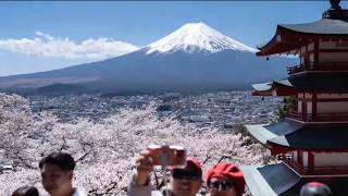 Japanese City Cancels Cherry Blossom Festival
