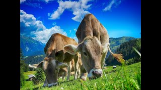 Shhh... The Untold Story of NGOs Changing Lives of Cows in India