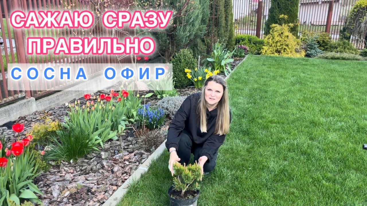 СОСНА ГОРНАЯ ОФИР. ОБЗОР САЖЕНЦА, ПРОЦЕСС ПОСАДКИ. Pinus mugo Ophir.