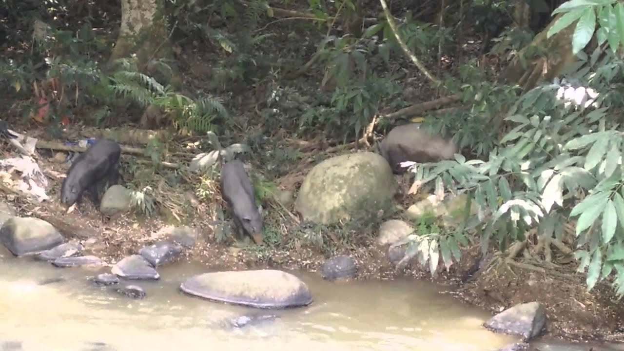 Malaysia Vlog|Seeing Wild boars at Bukit Tinggi| ดูหมูป่า ...