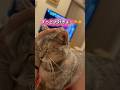 呼んだら飼い主に顔動かして見てきた😻❣️#shorts #cute #cutecat