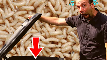 Comment se débarrasser des asticots ? Comment se débarrasser des asticots ?