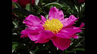Pink Flower PNG
