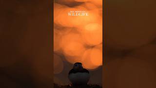 Puffin with Sparkling Water - Minute of Wildlife #birds #wildlife #wildlifevideo