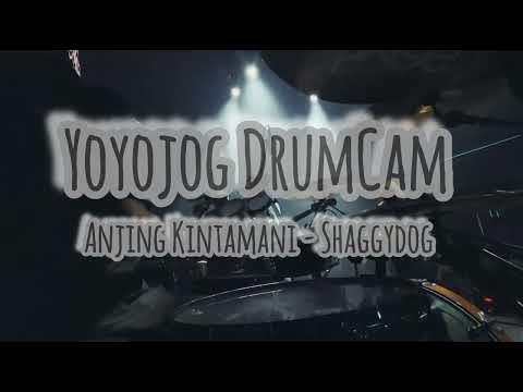 Anjing Kintamani DrumCam Shaggydog