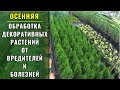 Осенняя обработка хвойных декоративных растений от вредителей и болезней. Важно !!!