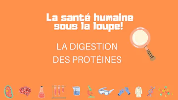 Quel est le résultat de la digestion des protéines ?