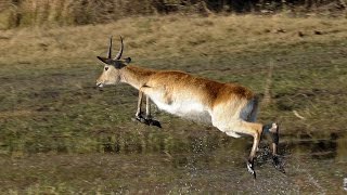 LEAPING LECHWE