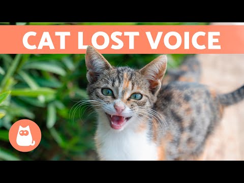Video: Mendaftarkan Kucing sebagai Hewan Dukungan Emosional