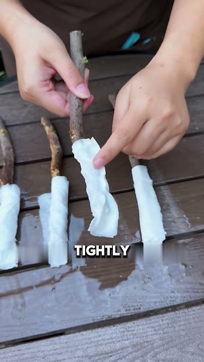 This is how to propagate bougainvillea. 90% of people have never seen it. #Bougainvillea #cutting