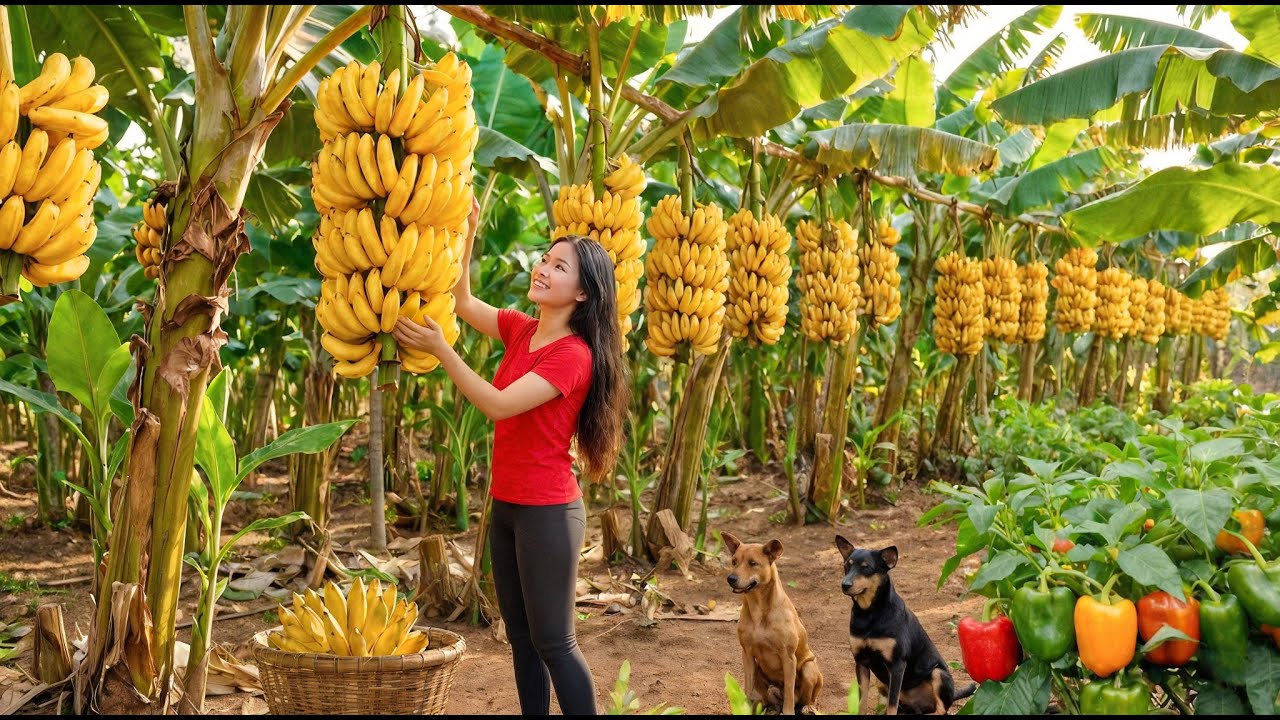 Harvesting Bananas & Making a Special Banana Drink | Farm Care & Country Life
