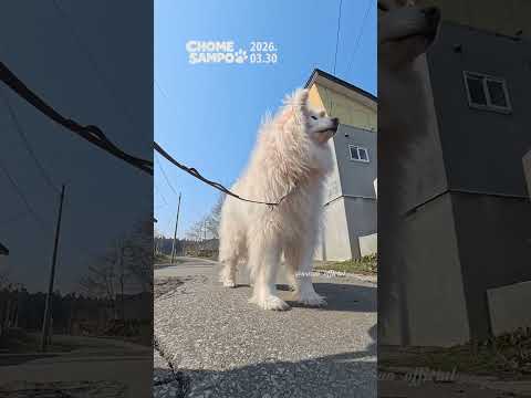 Skipping Under Spring Sky #ちょめ散歩 2026.03.30 / #chomesampo