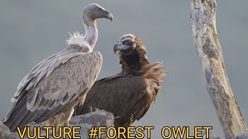  VULTURE# FOREST  OWLET# HUMING  BIRD# HIMALYAN  MONAL@ DRSKSINGH CHANNEL JAI SHREERAM