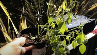 Caring For Your Plants English