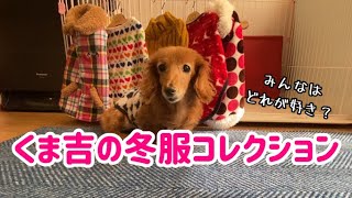 【老犬】くま吉の冬服を紹介してみました【ダックスフンド】