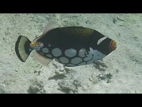 video of clown trigger fish at Hatta Island, banda Islands Indonesia snorkelling