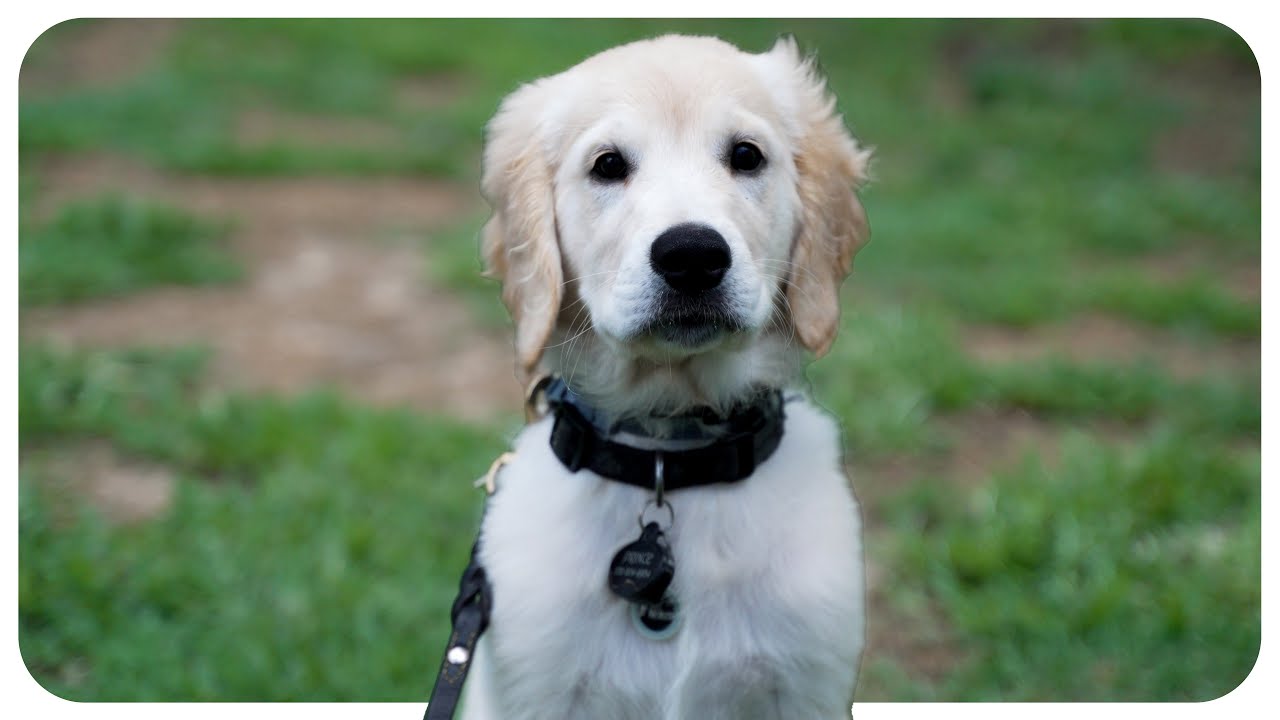 Kennel Programmatic Rwas OUR PUPPY UNIVERSITY PROGRAM! - Next Level Kennels - YouTube