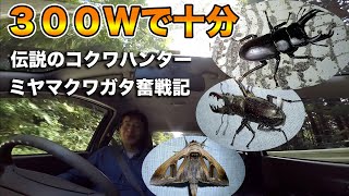 ミヤマクワガタを求めてライトトラップ【灯火採集】Light trap for