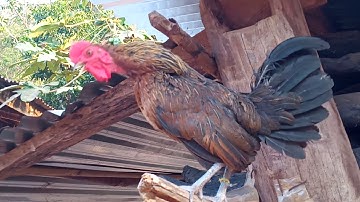 qaib poj qua zoo ไก่ผู้เมยขันม่วน 2021