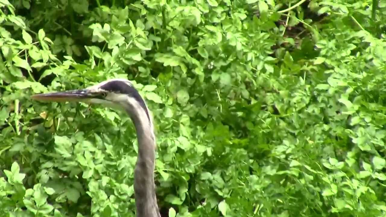 Great Blue Heron Lobos Creek San Francisco