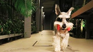 Smart Miniature Schnauzer