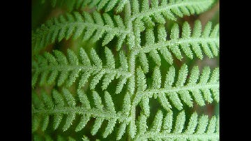 The Mathematical Patterns Found in Nature