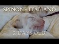 Spinone Italiano Puppies - 2 Days old の動画、YouTube動画。