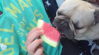 Frenchie loves watermelon! by einarthefrenchie 1,636 views 7 years ago 2 minutes, 1 second
