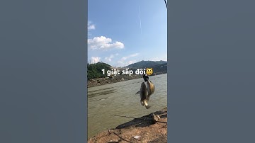 Giật sấp đôi Rô phi sông đà #shorts