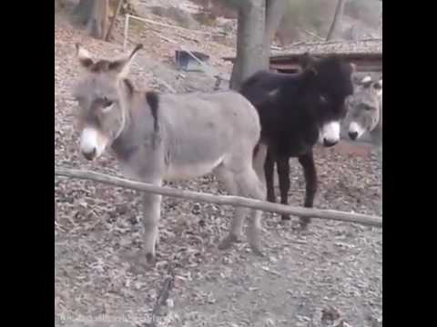 The bad donkey