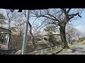 #桜#桜道2