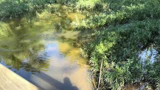 Creekside Trees clip compilation