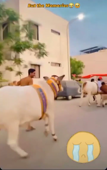last day cow rally. Chand raaat🥹 #attituderevengekillwithacemasterplayer