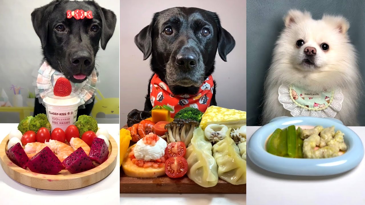 Черные лабрадоры и белые померанские шпицы пробуют разные корма | Абсолютный вызов в выборе корма...