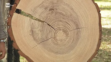 Quali sono gli anelli di accrescimento?