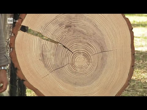 Video: Quanto vivono gli alberi - Scopri l'età media degli alberi