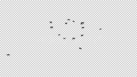 Fly Swarm - Flying Around | Motion Graphics - Envato elements