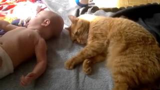 Babies playing with cats (too funny!)