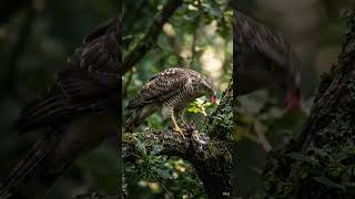 Sparrow Hawk’s Wild Survival Moment