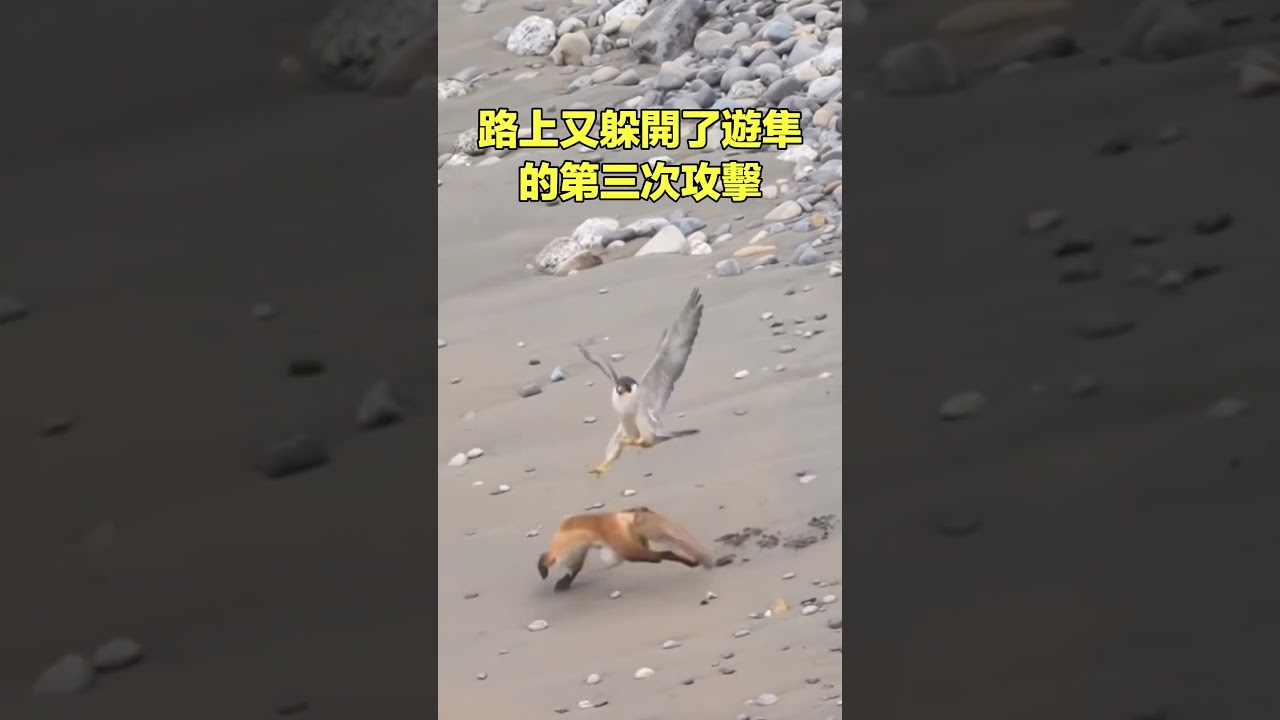 狐隼之戰......|自說自話的總裁