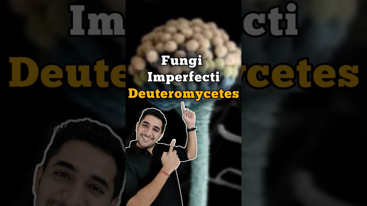 Deuteromycetes: Imperfect Fungi | Kingdom Fungi #neet #neet2025