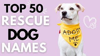 50 Unique Names for Your New Rescue Dog ♥ (EMOTIONAL Dog Names😭) by Dog and Cat Names 361 views 1 year ago 8 minutes, 36 seconds