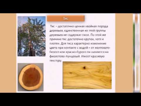 Породы древесины