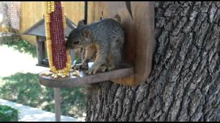 Nibbler Squirrel Another Tail Wound