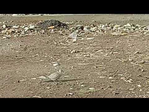 اليمامة والحمامة في مشهد واحد ينتقيان عيدان تكوين العش        