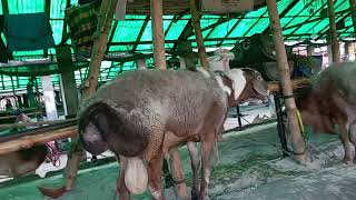 সৌদির একটি দুম্বার দাম 13 লক্ষ টাকা