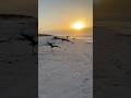 Two blue herons fighting over a catfish!  #florida #adventure #sunrise