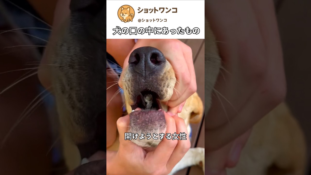 犬の口の中にあったもの